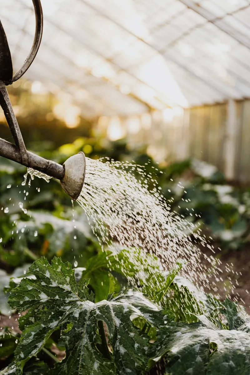 Vòi sen bình tưới đang tưới luống cây trong nắng
