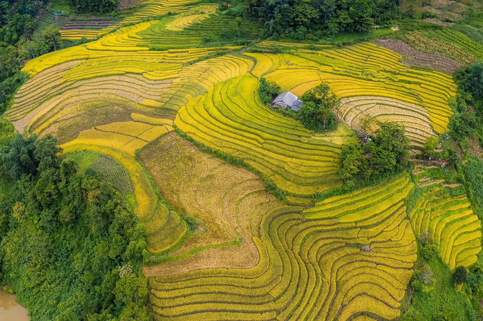 Ruộng bậc thang vàng trên sườn đồi Tây Bắc, một nếp nhà nhỏ nằm giữa ruộng