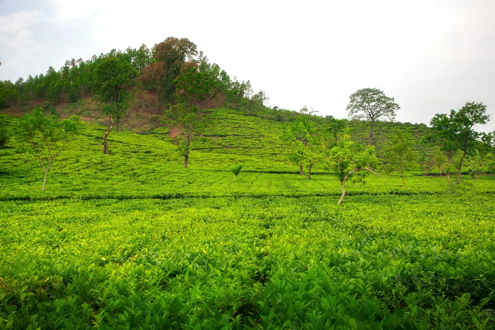 Mộc Châu, Sơn La — 1.050 m